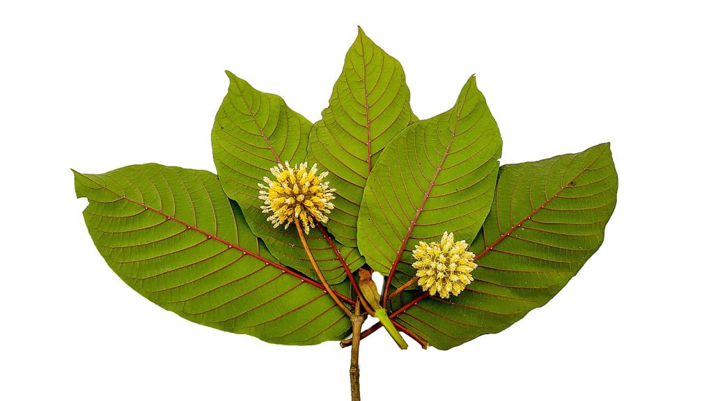 Evaluating Kratom Vendors Through Quality Testing, Packaging, and Customer Service Practices