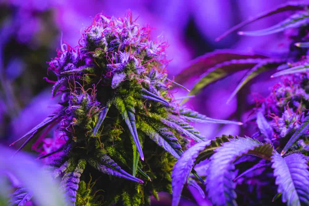 Understanding The Difference Between THCA And THC Flower